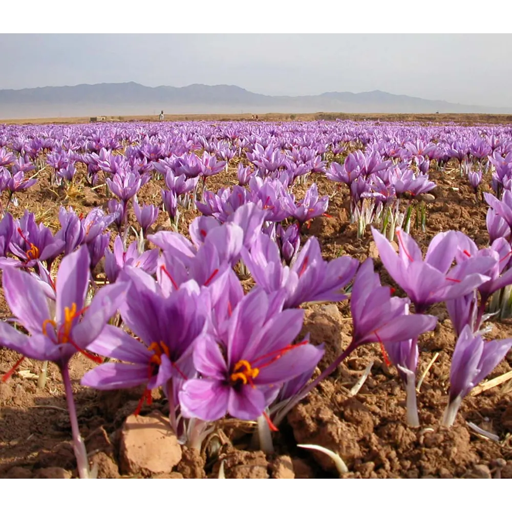 Saffron Extract 600mg