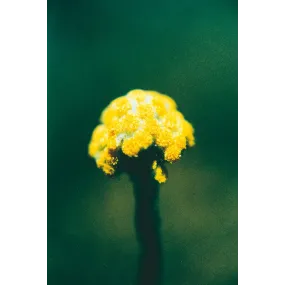 Esencia única de Australian...