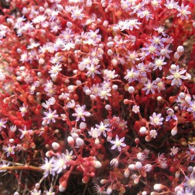 Essences de fleurs du buisson australien - Sedum 15 ml