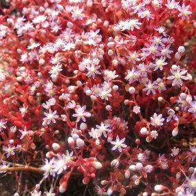 Essences florales du bush...