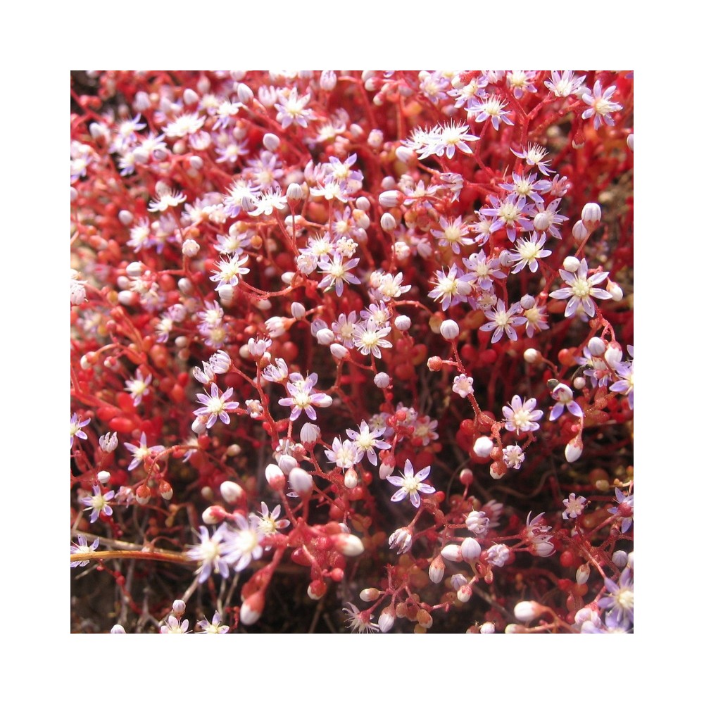 Australian Bush Flower Essences - Sedum 15 ml