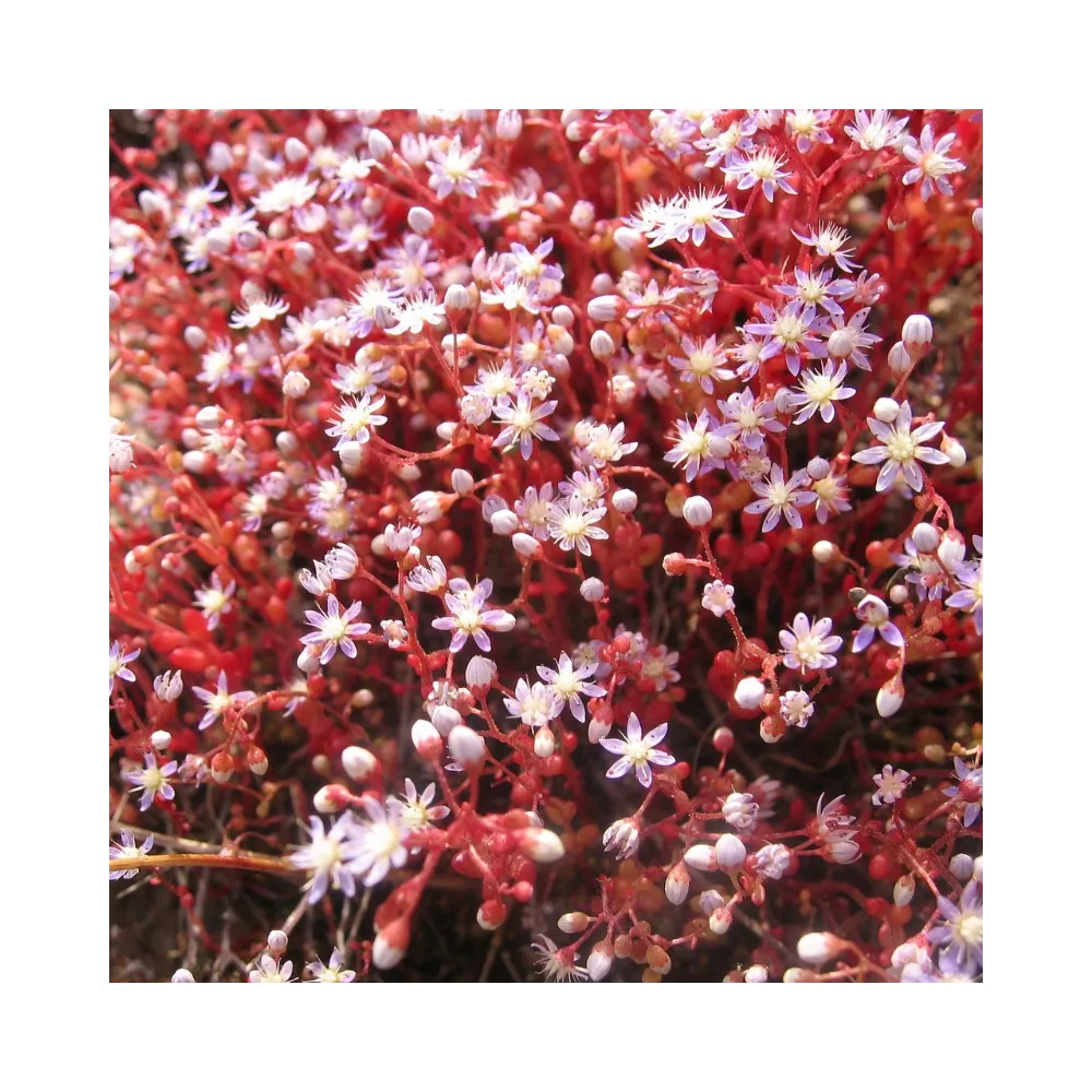 Esencias florales de arbusto australiano - Sedum 15 ml