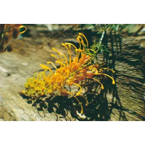 Golden Glory Grevillea (Grevillea tenuiloba)