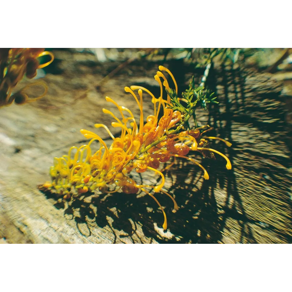 Grevillea Gloria Dorada (Grevillea tenuiloba)