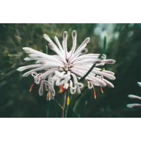 Esencia única Australian...