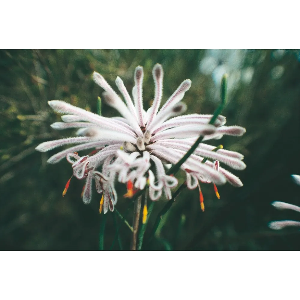 Pixie Mops (Petrophile linearis)