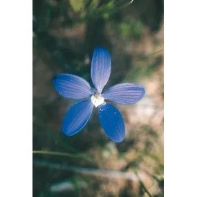 Australian Living Single...