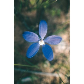 Essenza Singola Australian Living - Blue China Orchid (Cyanicula gemmata) 15 ml