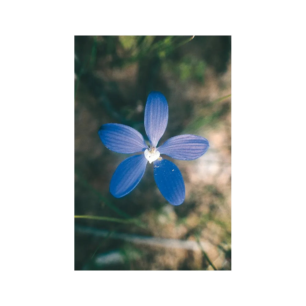 Esencia única de Australian Living - Orquídea china azul (Cyanicula gemmata) 15 ml