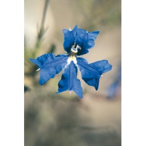 Australian Living Single Essence - Blue Leschenaultia (Leschenaultia biloba) 15 ml