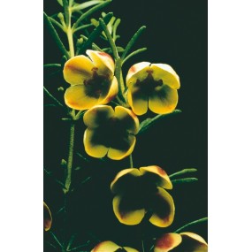 Australian Living Single Essence - Boronia brune (Boronia megastigma) 15 ml