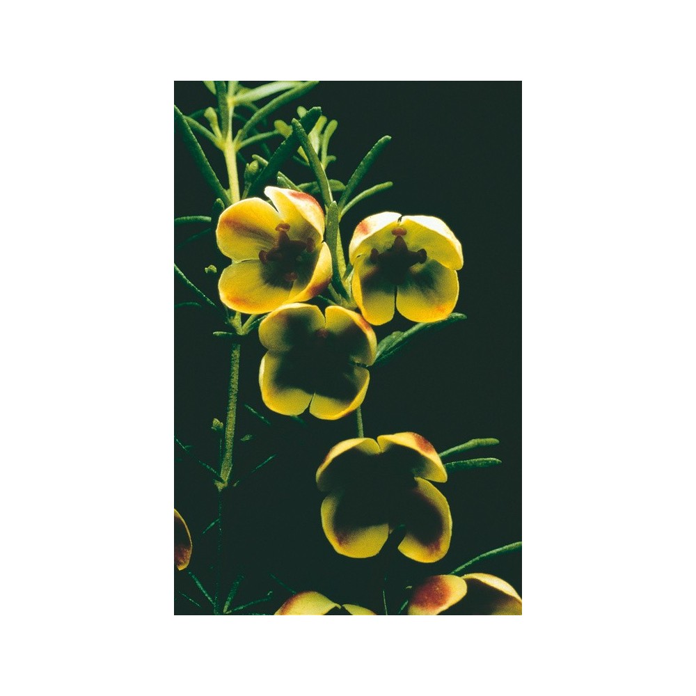 Esencia única Australian Living - Boronia marrón (Boronia megastigma) 15 ml