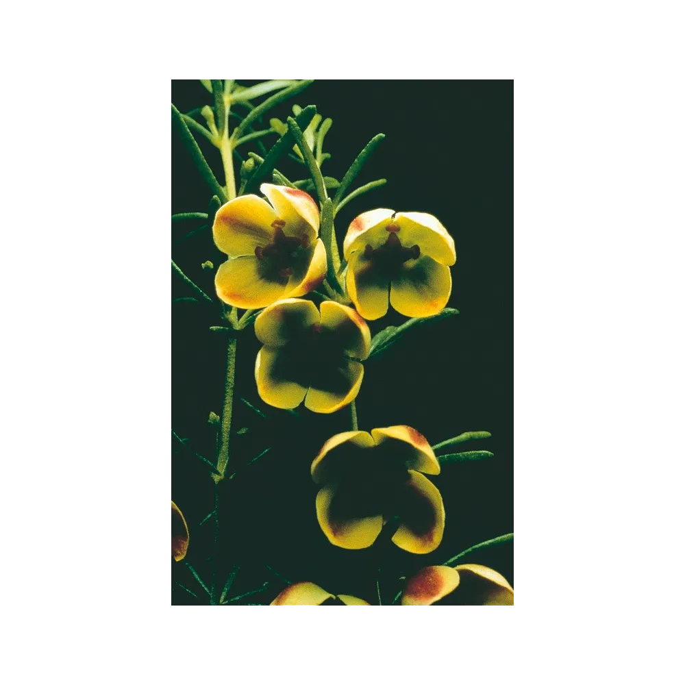 Esencia única de Australian Living - Boronia marrón (Boronia megastigma) 15 ml