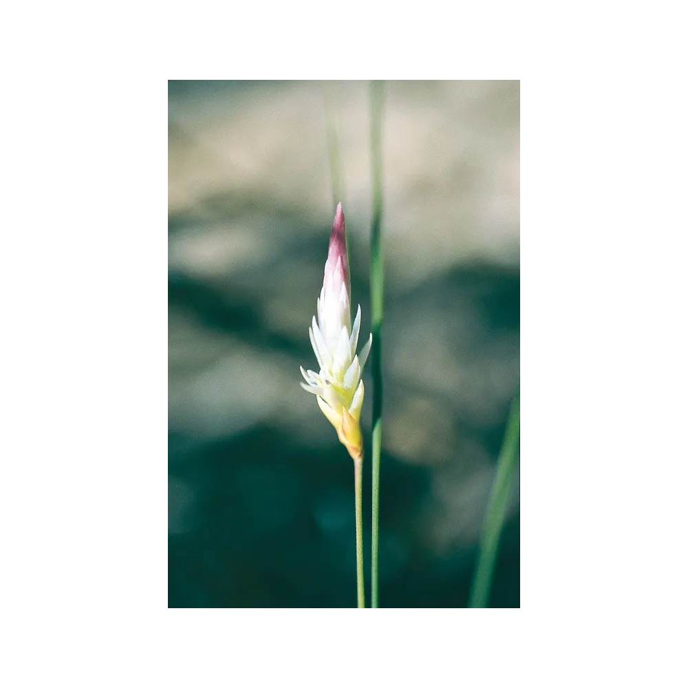 Essenza Singola Australian Living - Candle of Life (Johnsonia pubescens) 15 ml