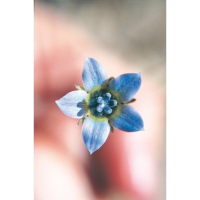 Essenza Singola Australian Living - Cape Bluebell (Wahlenbergia capensis) 15 ml