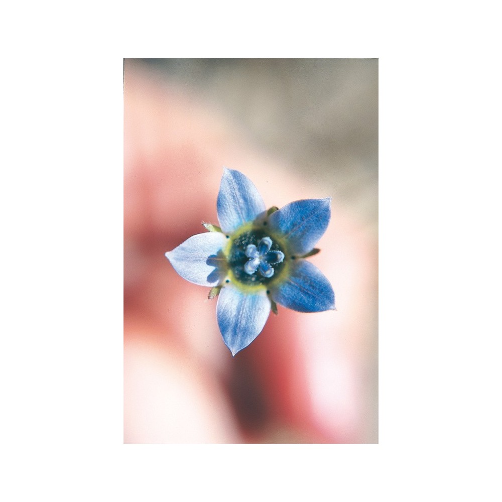 Australian Living Single Essence - Cape Bluebell (Wahlenbergia capensis) 15 ml