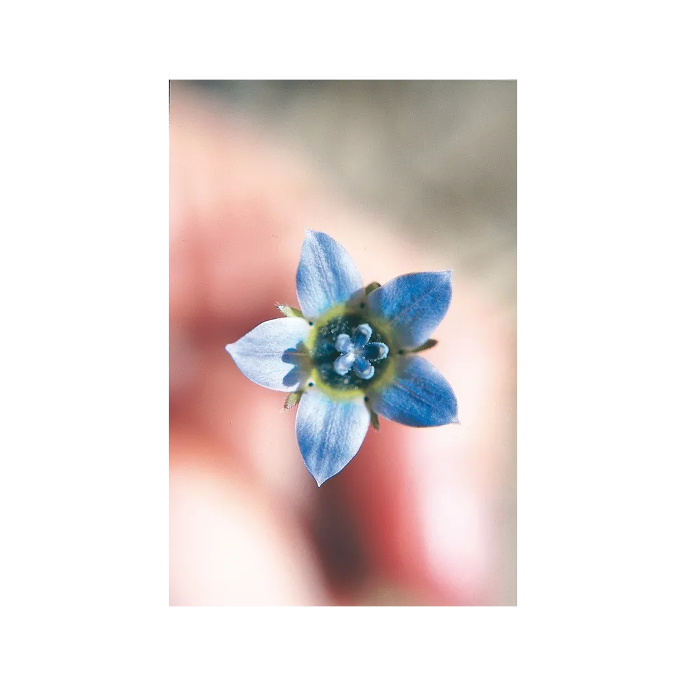 Esencia única Australian Living - Campanilla azul del Cabo (Wahlenbergia capensis) 15 ml
