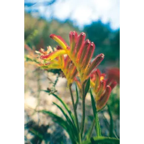 Esencia única de Australian...