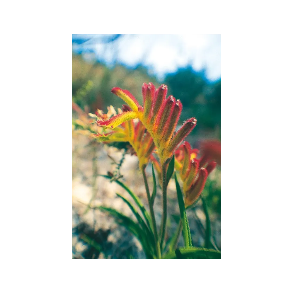 Esencia única de Australian Living - Pata de gato (Anigozanthos humilis) 15 ml