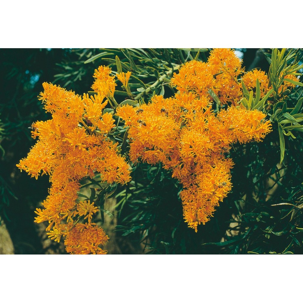 Australian Living Single Essence - Arbre de Noël (Nutsia floribunda) 15 ml