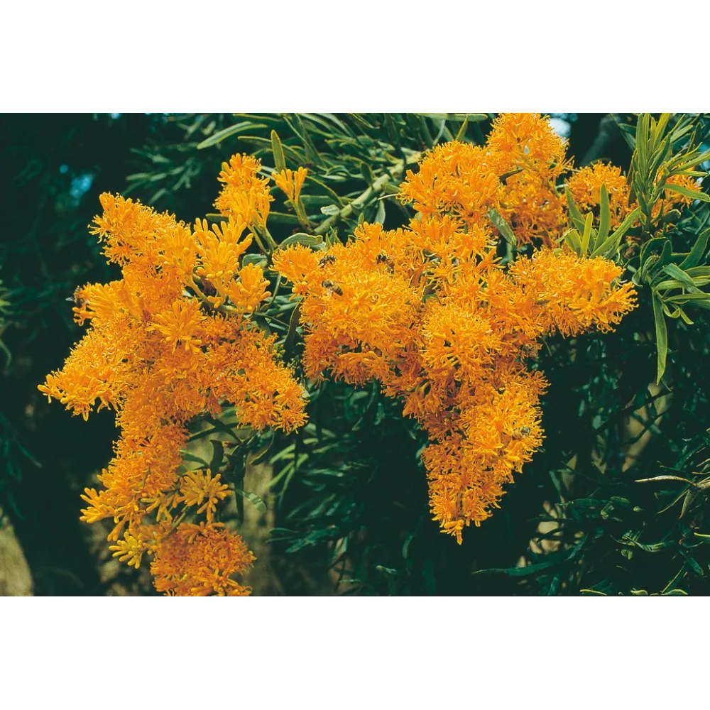 Australian Living Single Essence – Weihnachtsbaum (Nutsia floribunda) 15 ml