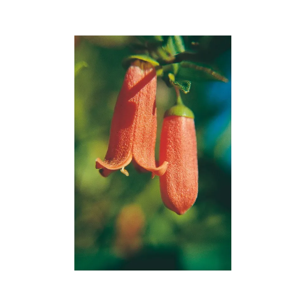 Esencia única de Australian Living - Correa (Correa Pulchella) 15 ml