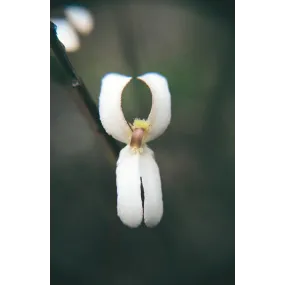 Esencia única Australian...