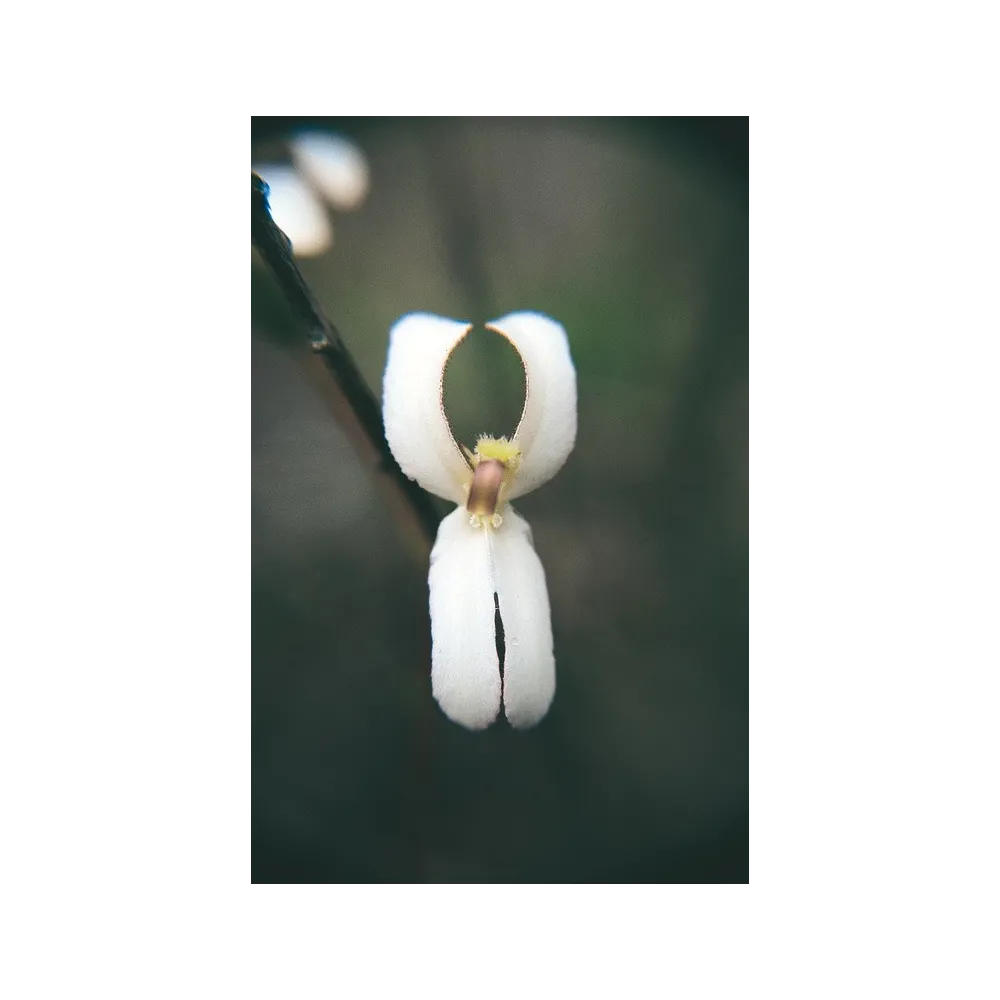 Esencia única Australian Living - Cowkicks (Stylidium schoenoides) 15 ml