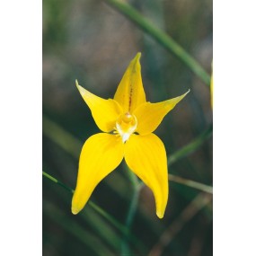 Esencia única Australian Living - Orquídea Prímula (Caladenia flavia) 15 ml