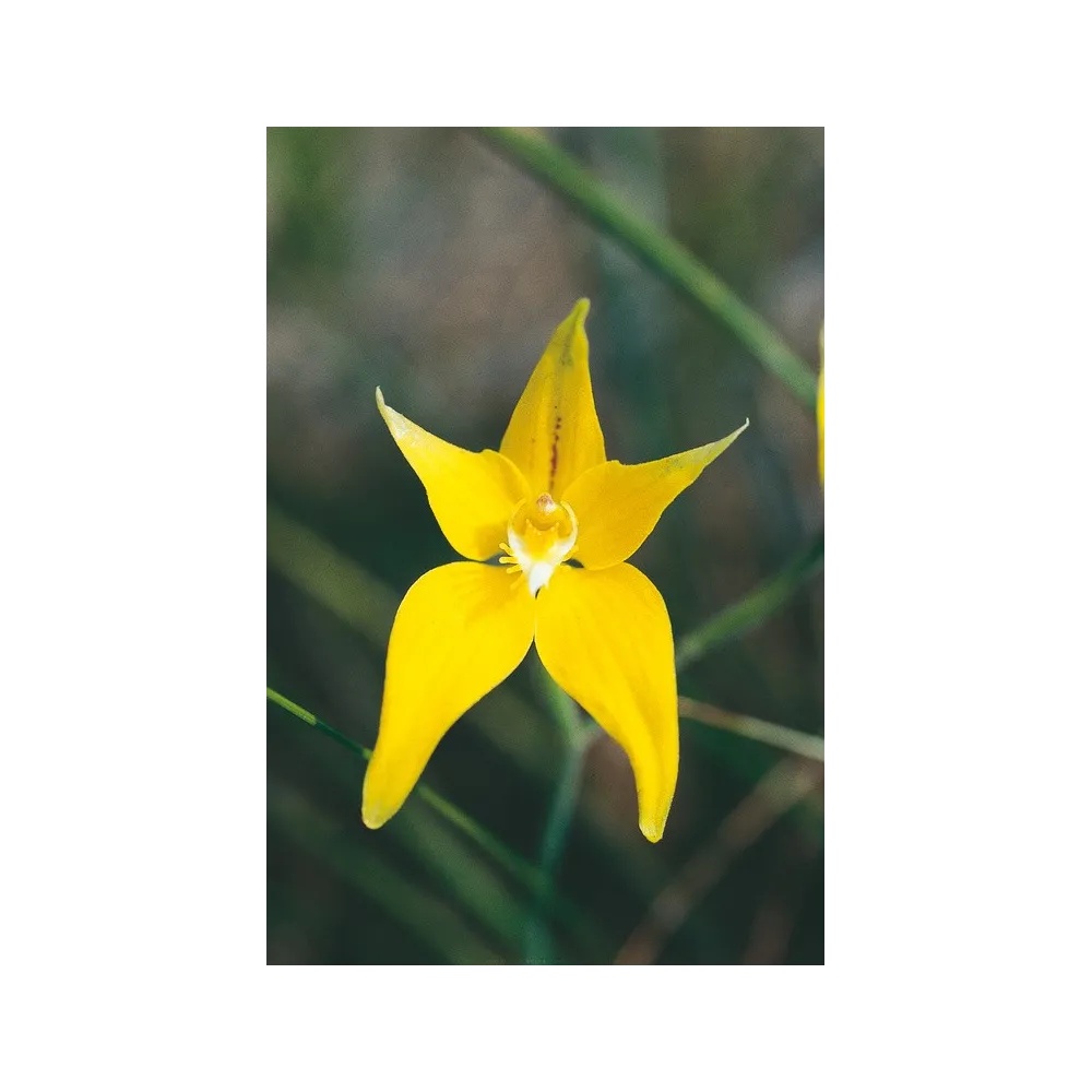 Esencia única de Australian Living - Orquídea prímula (Caladenia flavia) 15 ml