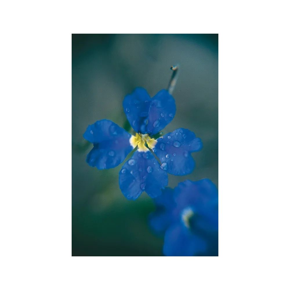 Essenza Singola Australian Living - Dampiera (Dampiera linearis) 15 ml