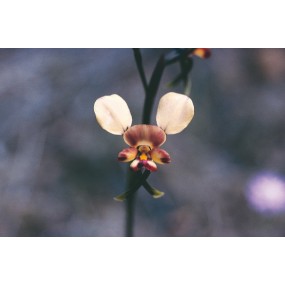 Australian Living Single Essence – Eselsorchidee (Diuris magnifica) 15 ml