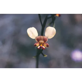 Esencia única de Australian...