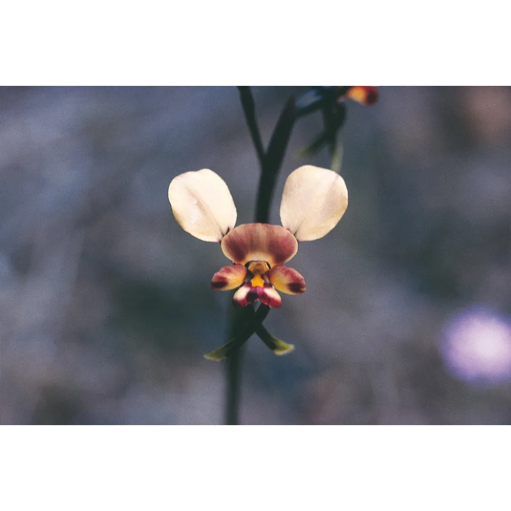 Esencia única de Australian Living - Orquídea burro (Diuris magnifica) 15 ml