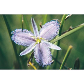 Australian Living Single Essence - Lys frangé Twiner (Thysanotus manglesianus) 15 ml