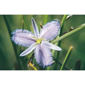 Esencia única de Australian...