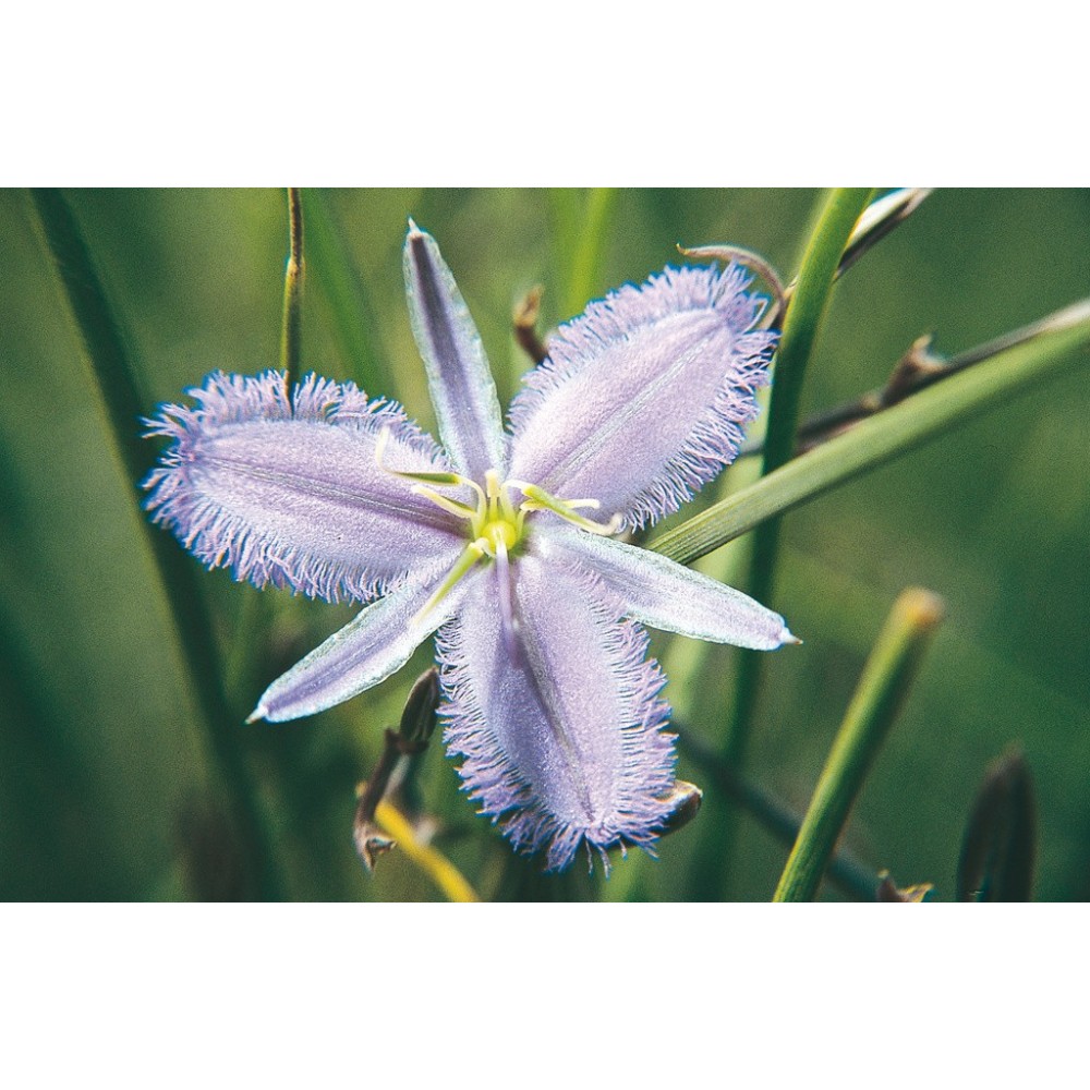 Esencia única de Australian Living - Lirio con flecos (Thysanotus manglesianus) 15 ml