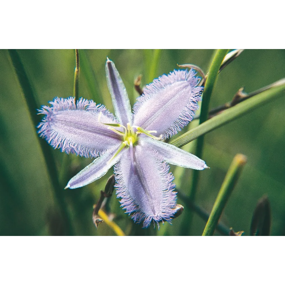 Esencia única de Australian Living - Lirio con flecos Twiner (Thysanotus manglesianus) 15 ml