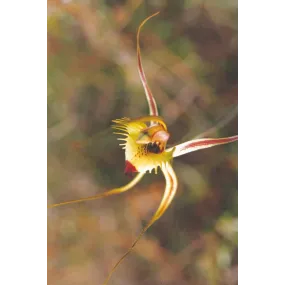 Australian Living Single...