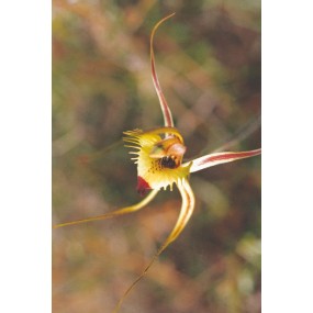 Australian Living Single Essence – Fransenmantis-Orchidee (Caladenia falcata) 15 ml