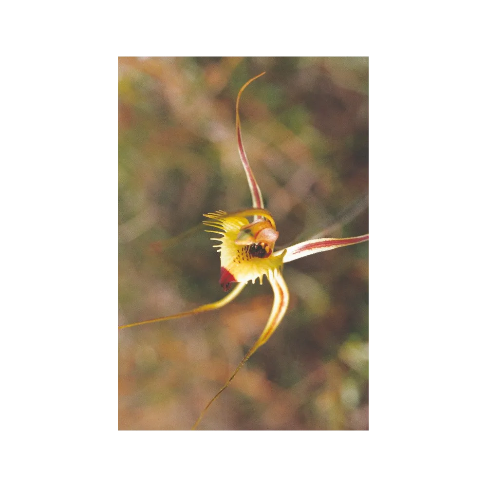 Australian Living Single Essence - Fringed Mantis Orchid (Caladenia falcata) 15 ml