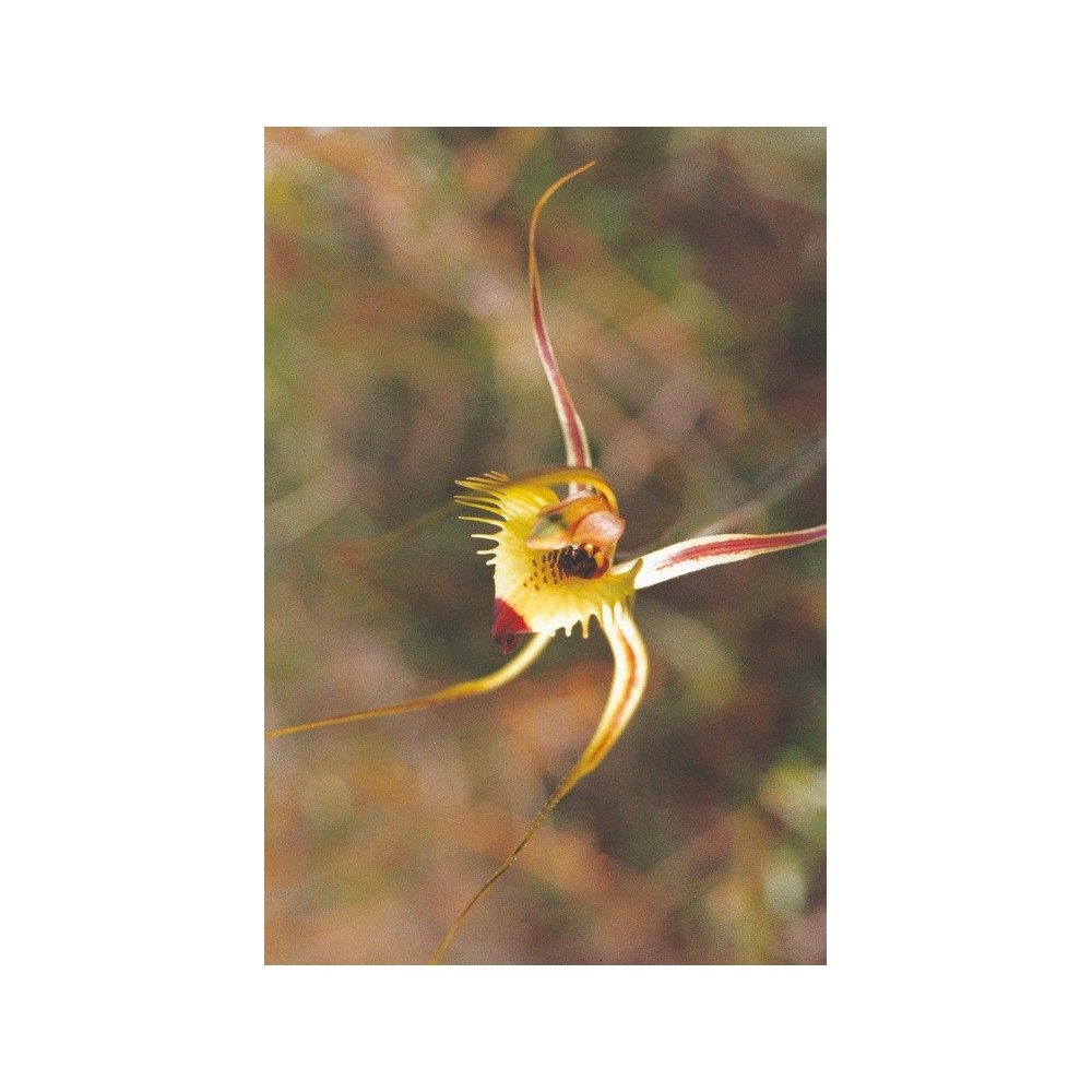 Australian Living Single Essence - Orchidée Mante Frangée (Caladenia falcata) 15 ml