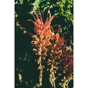 Esencia única Australian...