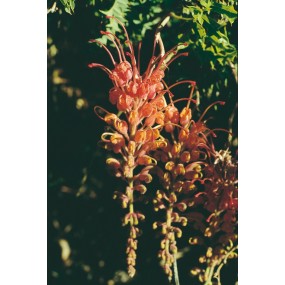 Esencia única de Australian Living - Grevillea fucsia (Grevillea bipinnatifida) 15 ml