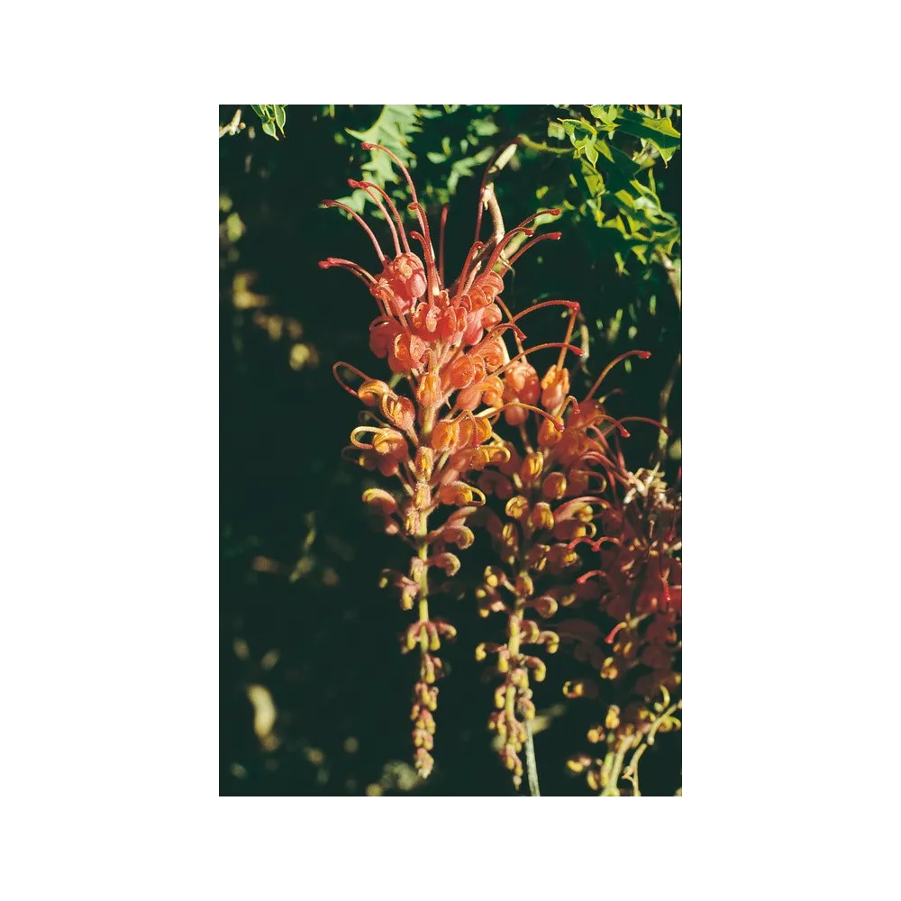 Australian Living Single Essence - Fuchsia Grevillea (Grevillea bipinnatifida) 15 ml