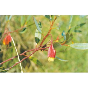 Australian Living Single Essence - Fuchsia Gum (Eucalyptus forrestiana) 15 ml