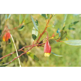 Australian Living Single...