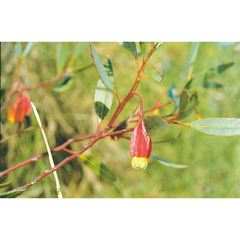 Australian Living Single Essence - Fuchsia Gum (Eucalyptus forrestiana) 15 ml