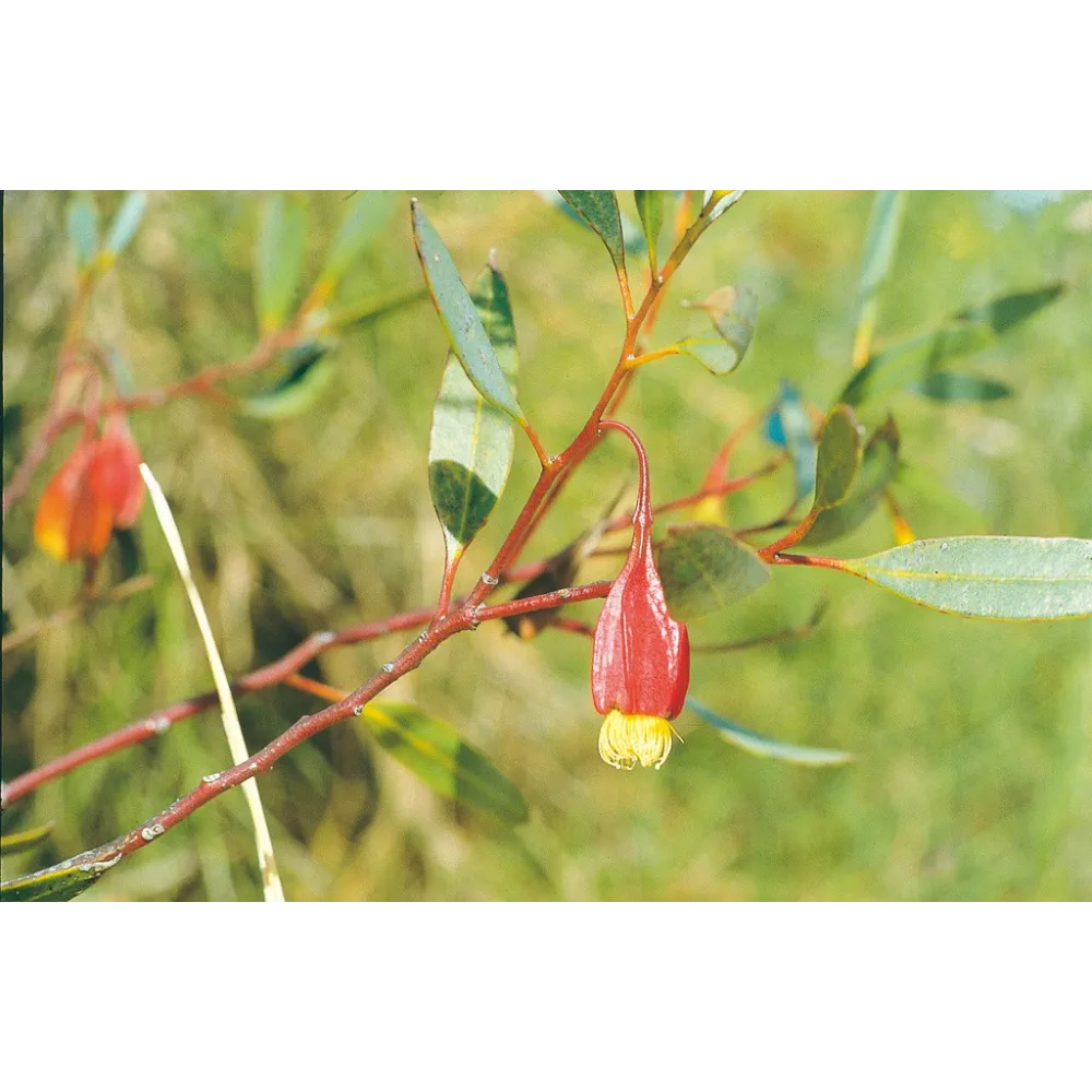 Esencia única Australian Living - Eucalipto fucsia (Eucalyptus forrestiana) 15 ml