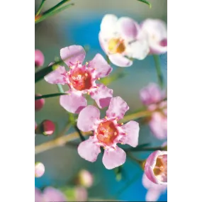 Esencia única Australian...